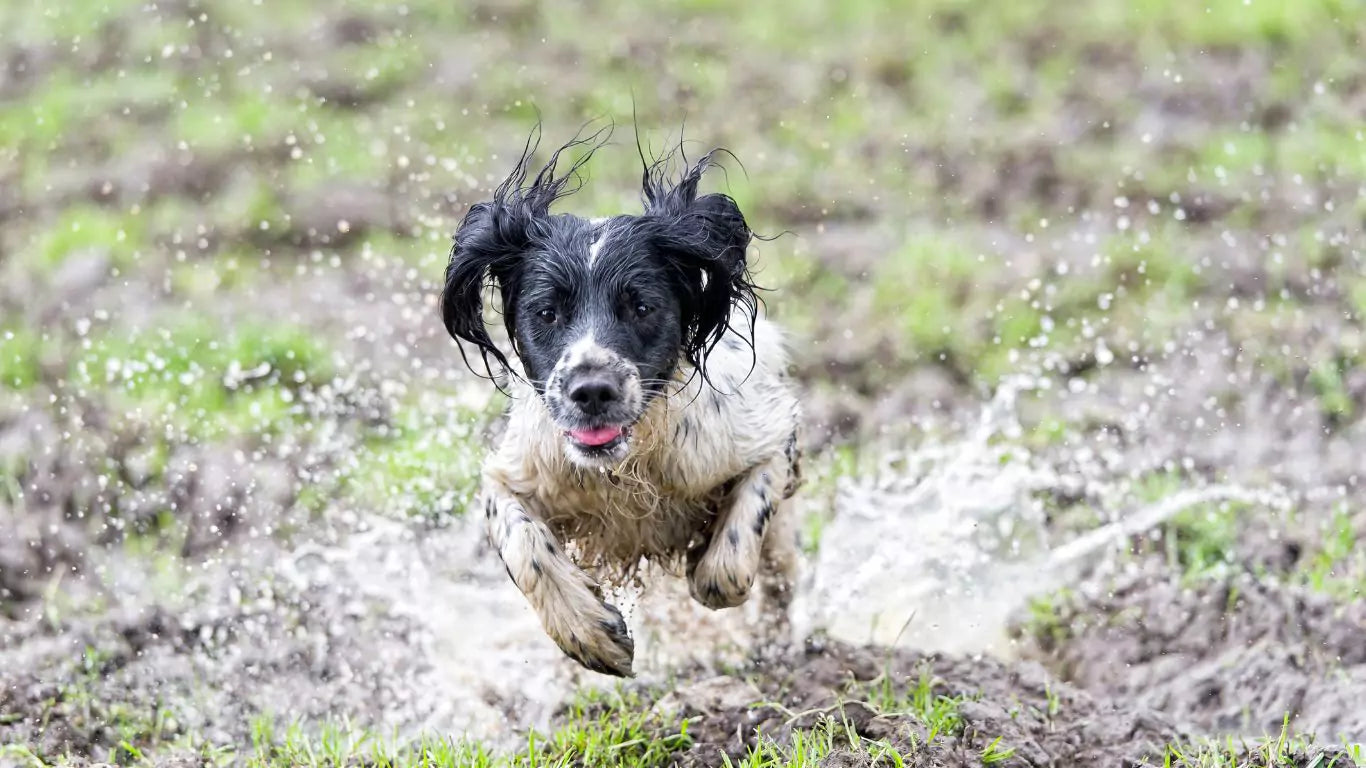 Dog running through water on a grassy field